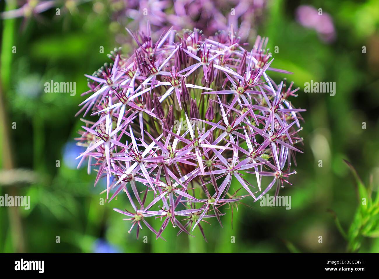 Der violette Blumenkopf von Black Knolic (Allium nigrum), England, Großbritannien Stockfoto