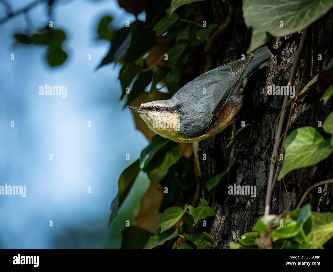Eurasische Nuthatch auf Baumstamm mit Efeu, Vítkov Park, Prag, Tschechische Republik Stockfoto