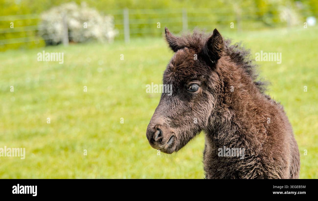 Porträt eines niedlichen dunkelbraunen isländischen Pferdefohlen auf einer grünen Frühlingsweide Stockfoto