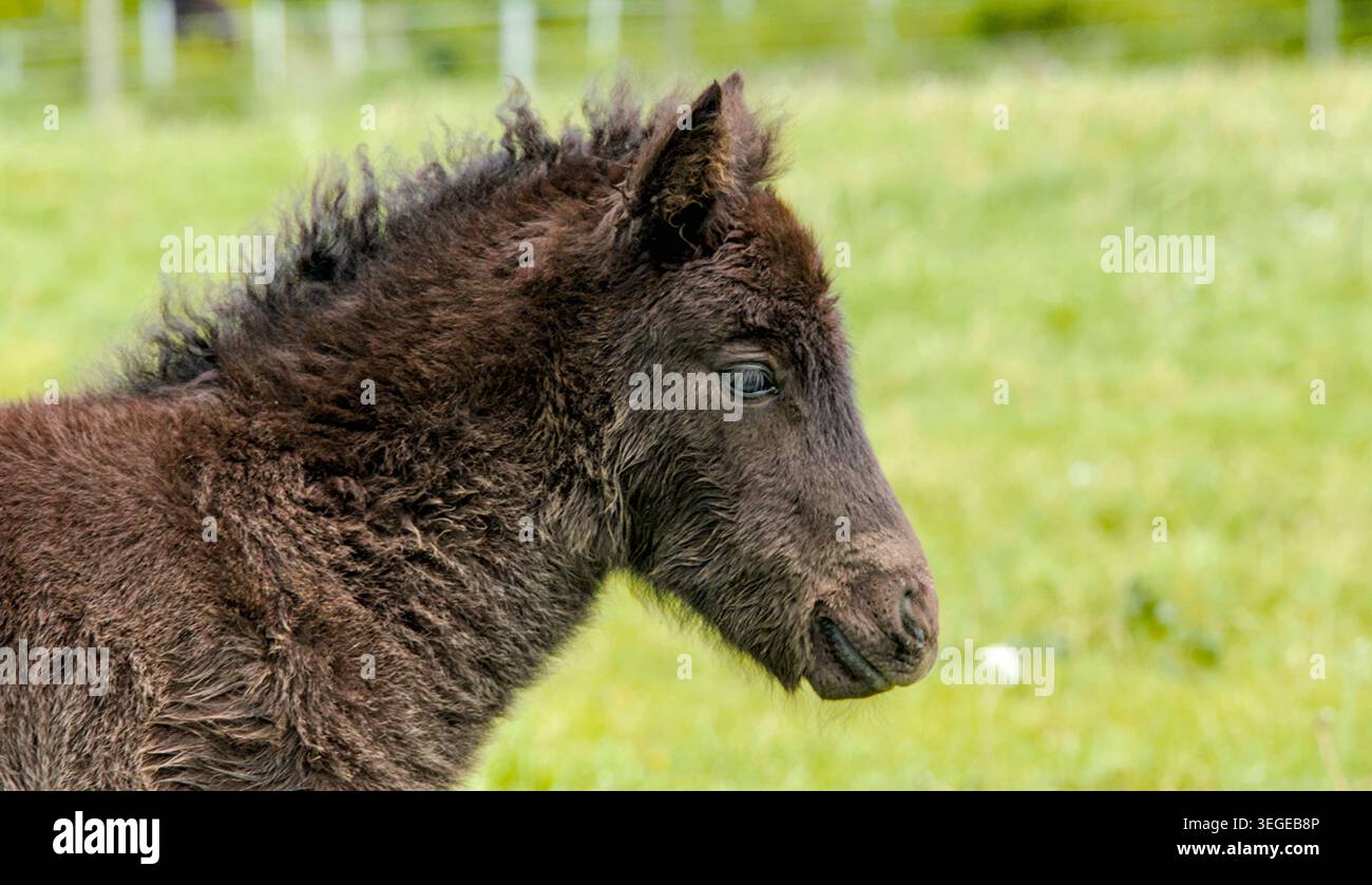 Porträt eines niedlichen dunkelbraunen isländischen Pferdefohlen auf einer grünen Frühlingsweide Stockfoto