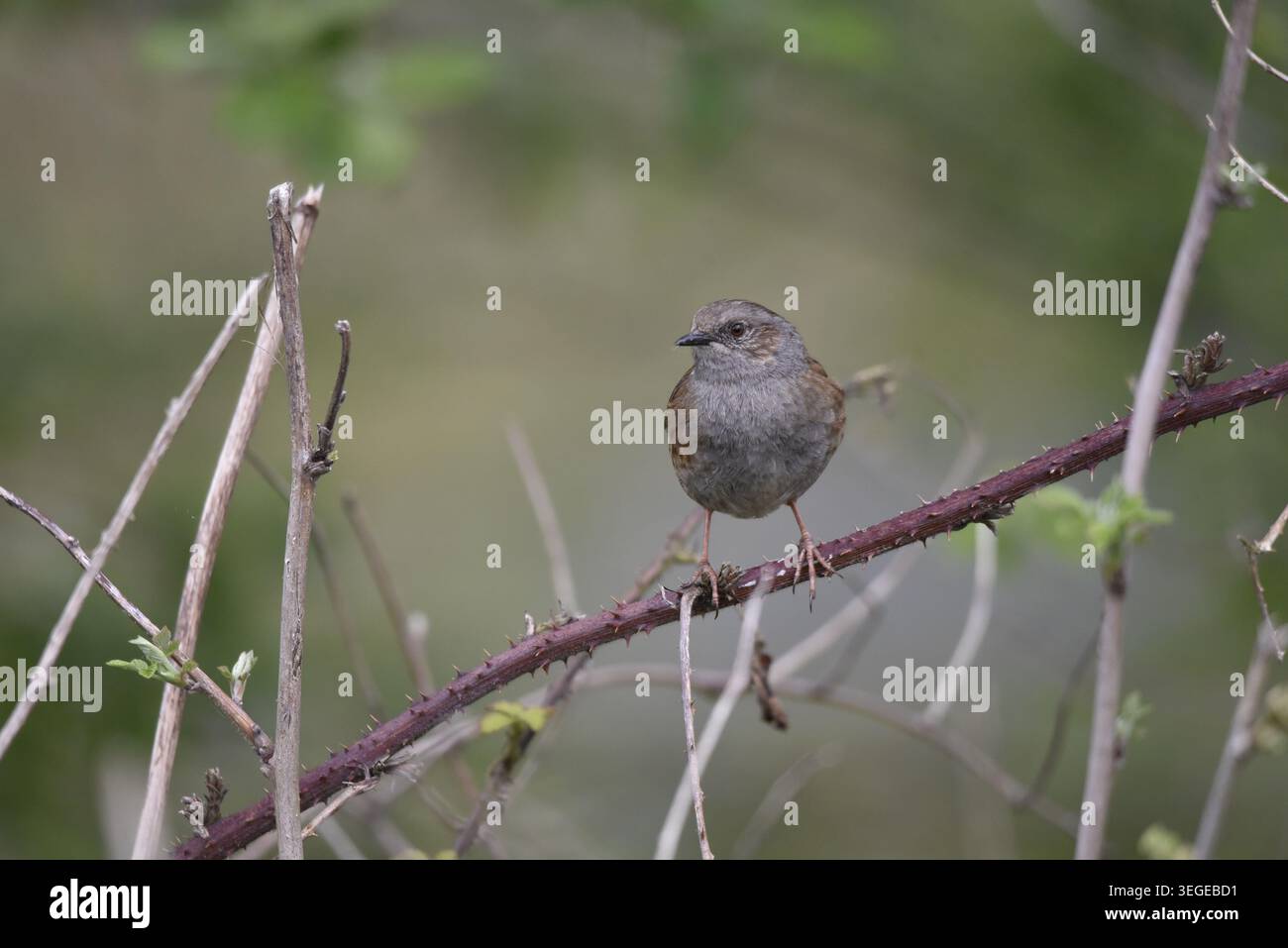 Auf Augenhöhe gerichtetes Bild eines Dunnocks (Prunella modularis) auf einer horizontalen Zweigstelle, etwas rechts vom Bild, Kopf nach links gedreht, aufgenommen in Großbritannien Stockfoto