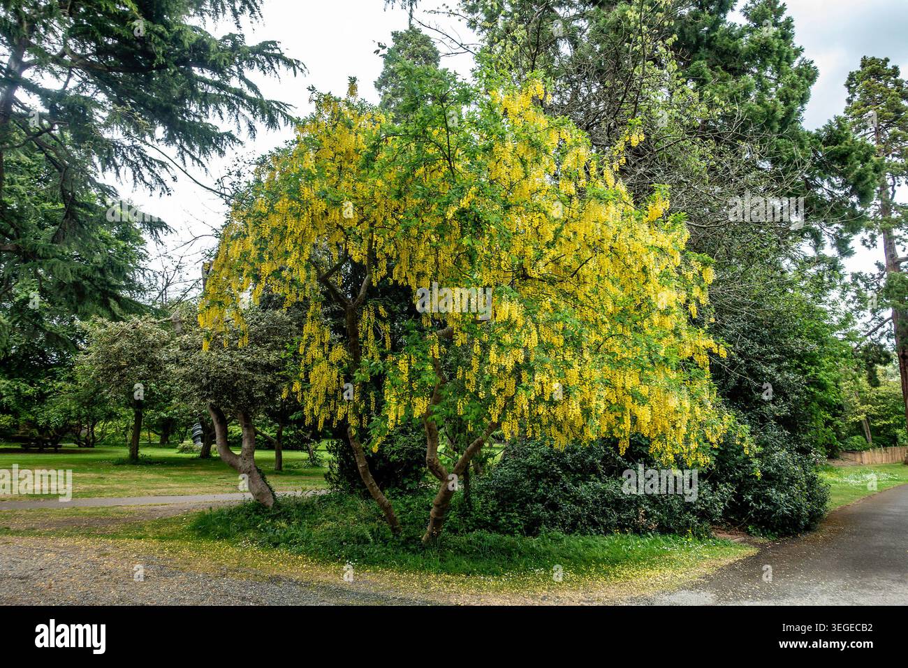 Ein blühender Laburnum-Baum mit kaskadierenden gelben Blüten, der neben einem Pfad in einem Park in Dublin, Irland, wächst. Stockfoto