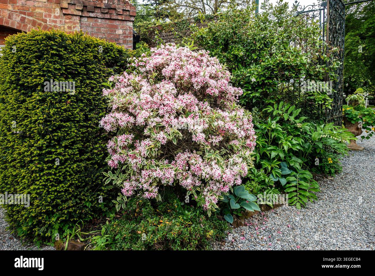 Ein blühender weigela-Busch mit blassrosa Blüten in einem ummauerten Garten mit einem Kiesweg, Dublin, Irland. Stockfoto