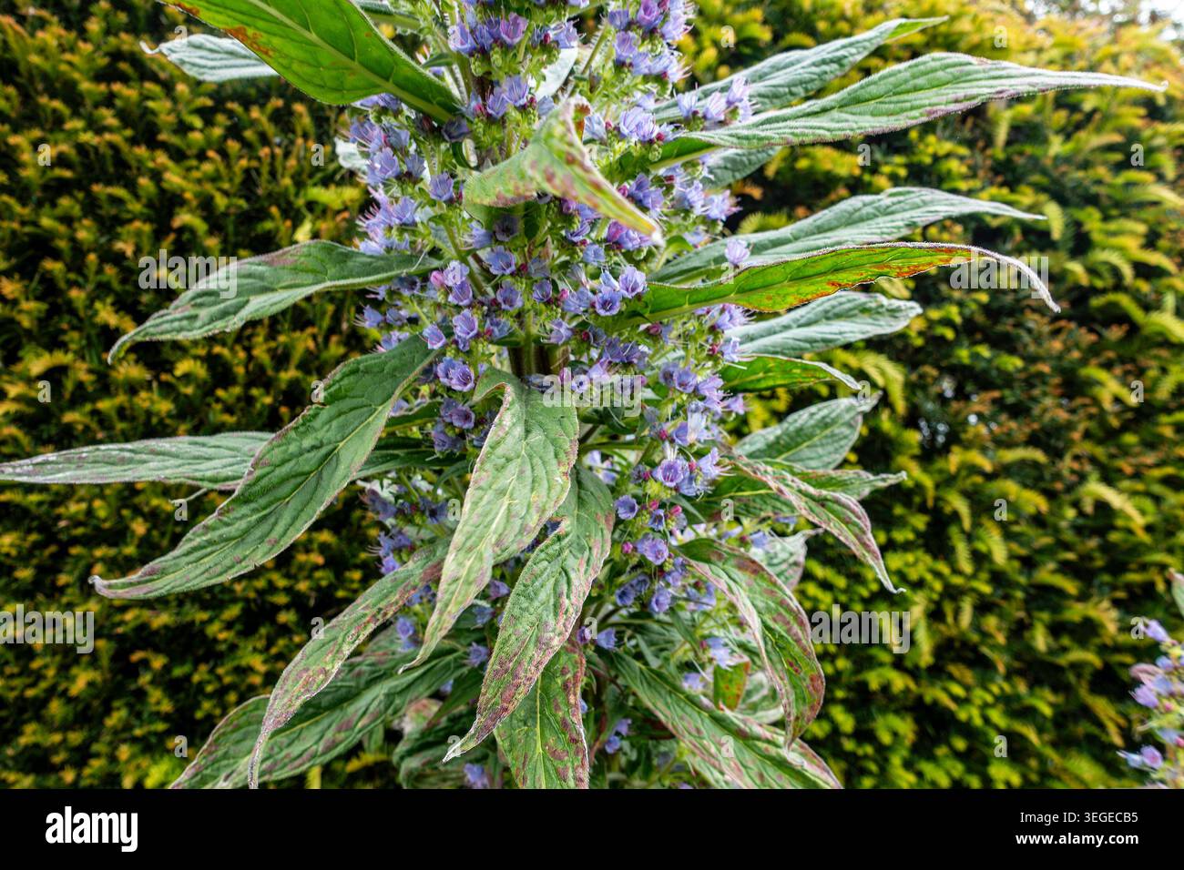 Eine Nahaufnahme eines Echium pininana Blütenstachels mit violetten Blüten und langen grünen Blättern vor einer grünen Hecke, Dublin, Irland. Stockfoto