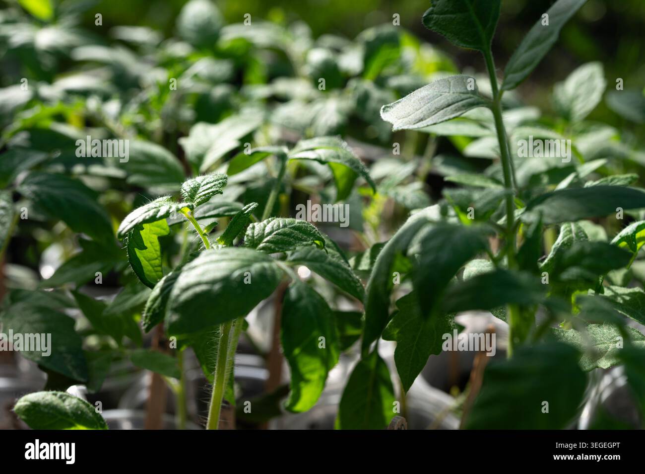 Junge Tomatensämlinge in der Sonne Stockfoto
