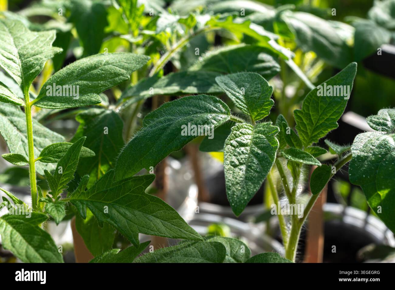 Junge Tomatensämlinge in der Sonne Stockfoto