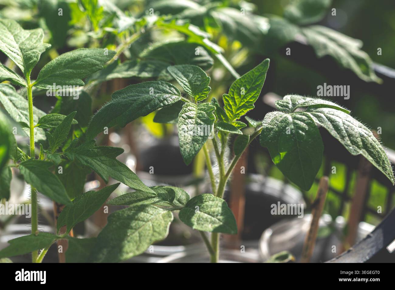 Junge Tomatensämlinge in der Sonne Stockfoto