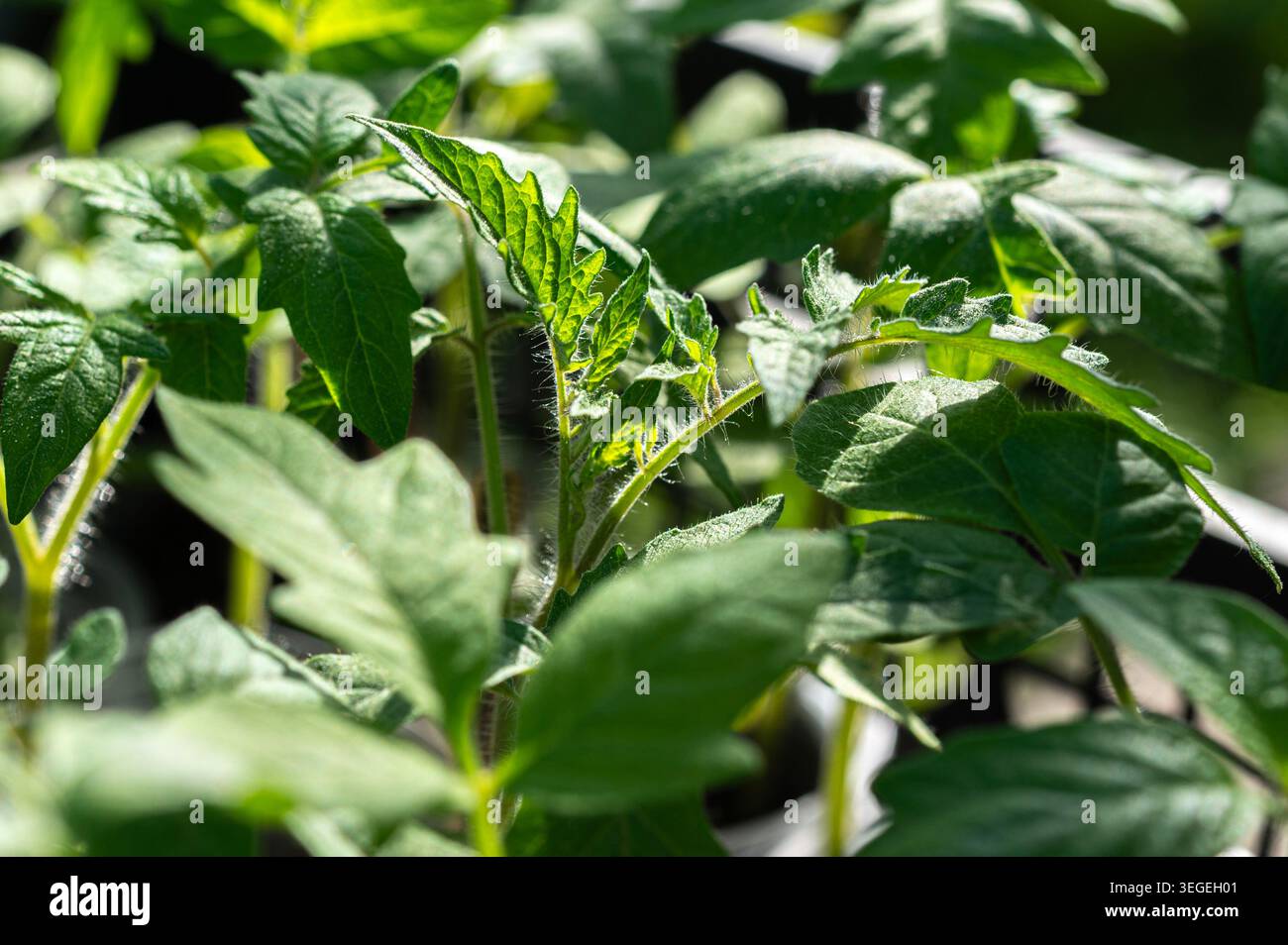 Junge Tomatensämlinge in der Sonne Stockfoto