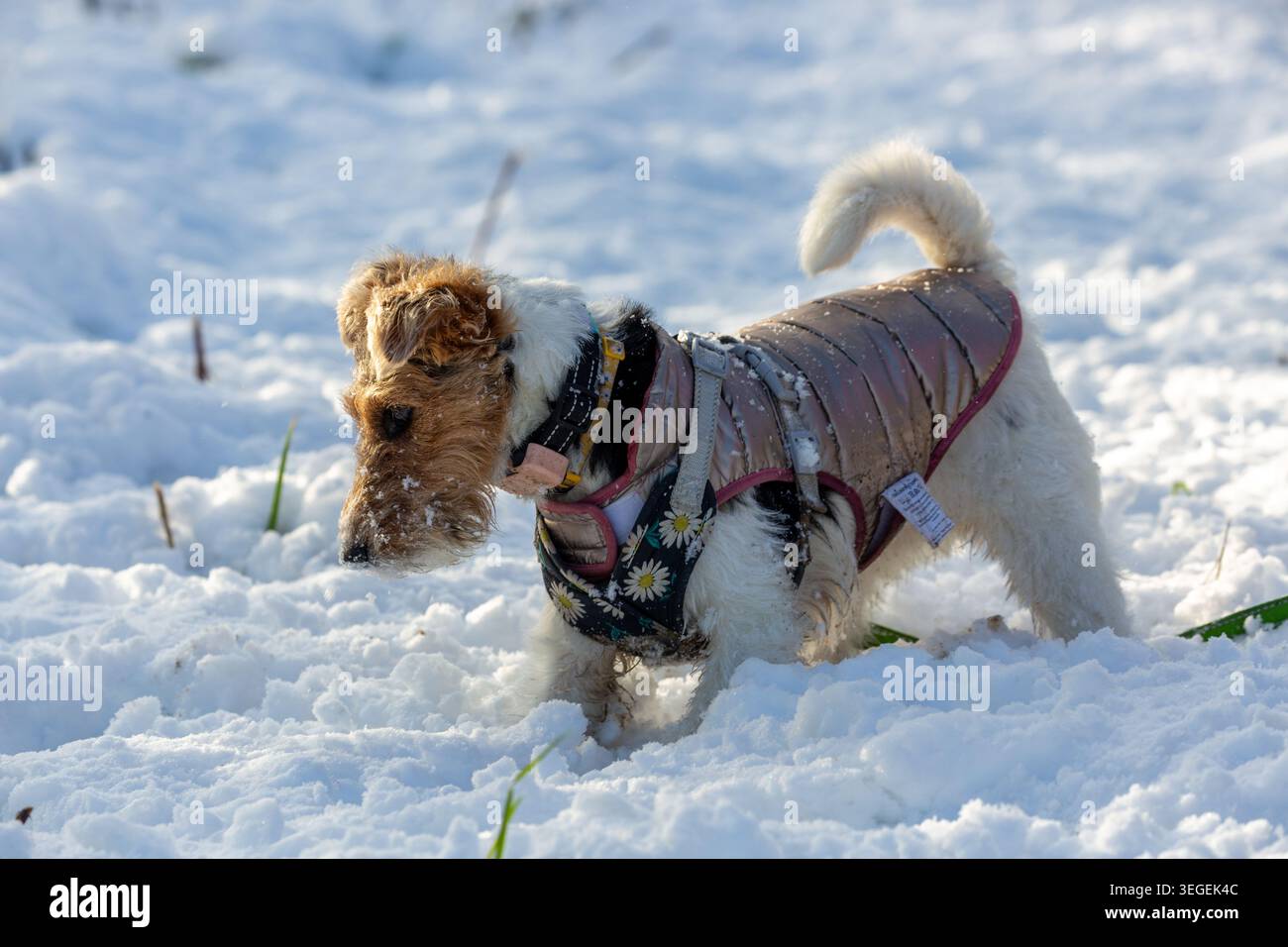 Fox Terrier Hund genießt das Spielen im Schnee Stockfoto