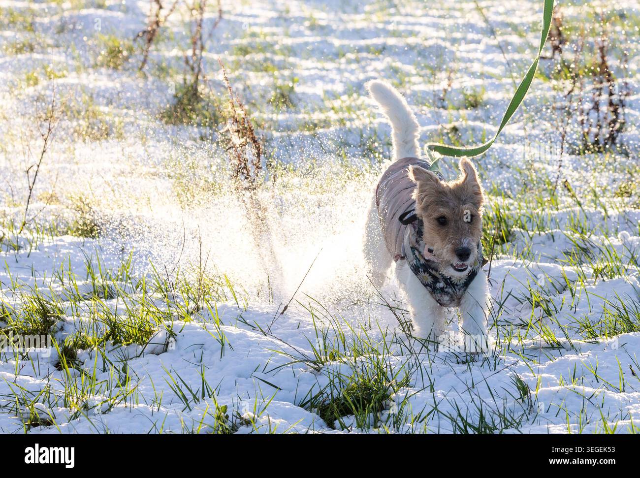Fox Terrier Hund genießt das Spielen im Schnee Stockfoto