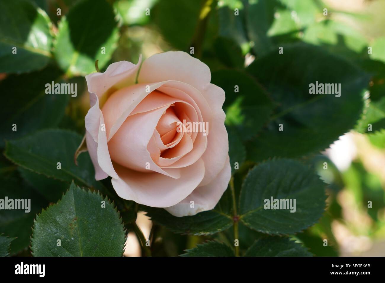 Wunderschöne blassrosa Rose umgeben von grünem Blattwerk. Romantische Blume Stockfoto