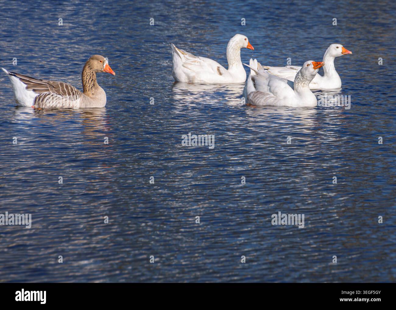 Vier Gänse schwimmen auf Lake Wildlife Nature Photography Stockfoto