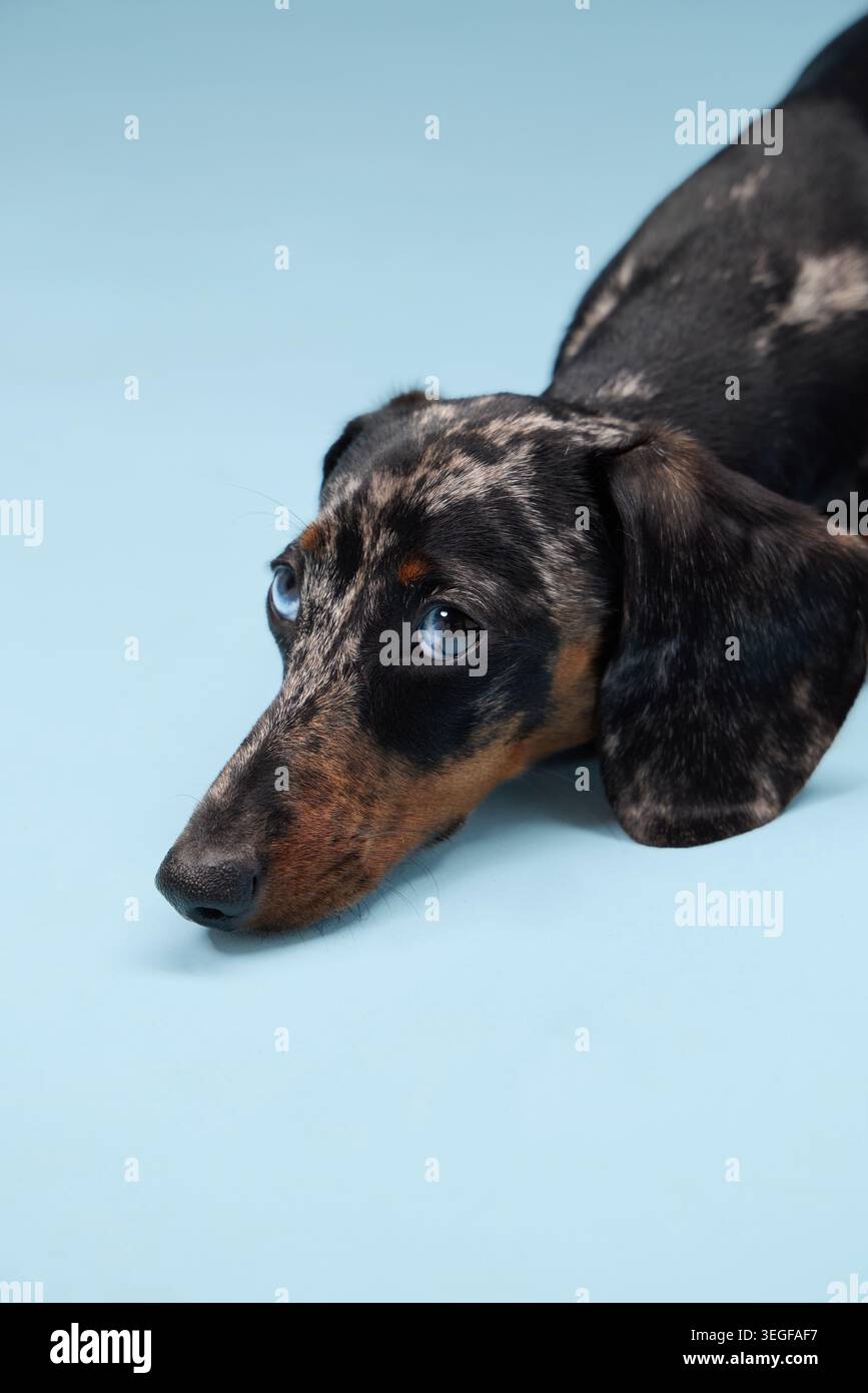 Ein Dackel liegt flach, sein Kinn berührt die Oberfläche. Der Rahmen ermöglicht eine Nahaufnahme von oben und zeigt feine Lackdetails. Stockfoto