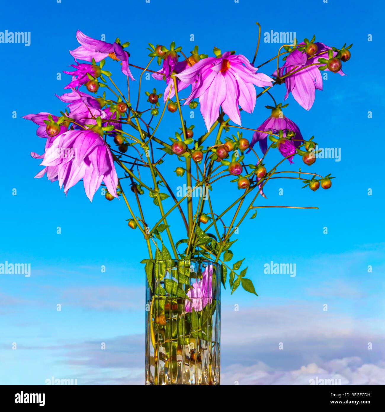 Foto einer lebhaften Glockenbaumdahlienpflanze und Blumenblüten vor einem hellblauen Himmel in den Blue Mountains in New South Wales, Austra Stockfoto
