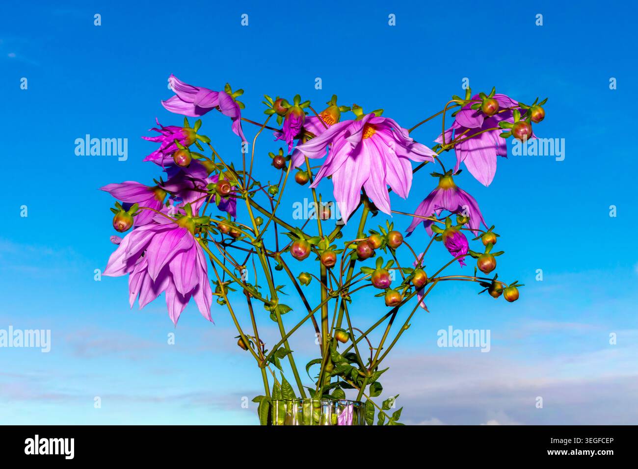 Foto einer lebhaften Glockenbaumdahlienpflanze und Blumenblüten vor einem hellblauen Himmel in den Blue Mountains in New South Wales, Austra Stockfoto