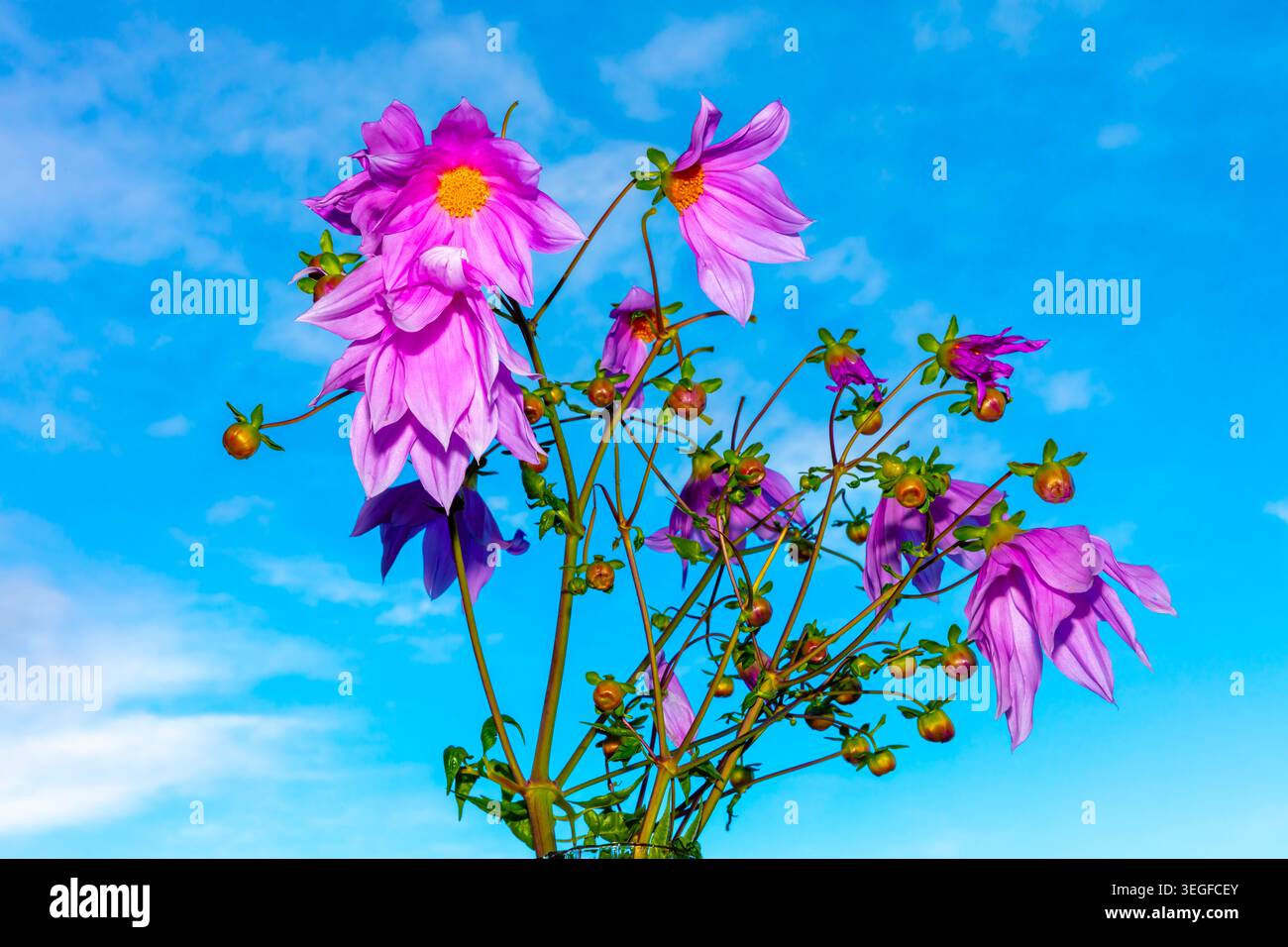 Foto einer lebhaften Glockenbaumdahlienpflanze und Blumenblüten vor einem hellblauen Himmel in den Blue Mountains in New South Wales, Austra Stockfoto