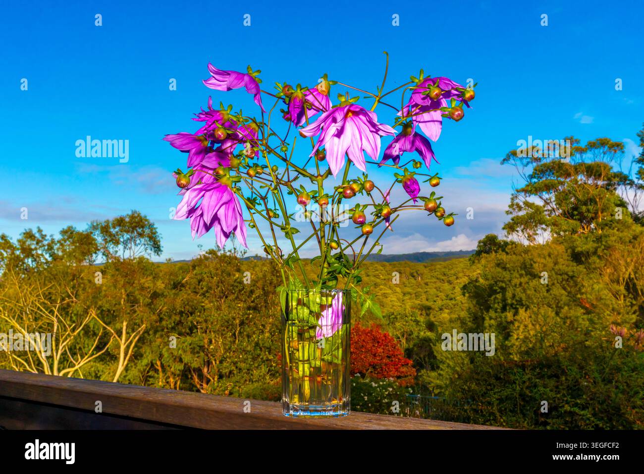 Foto einer lebhaften Glockenbaumdahlienpflanze und Blumenblüten vor einem hellblauen Himmel in den Blue Mountains in New South Wales, Austra Stockfoto