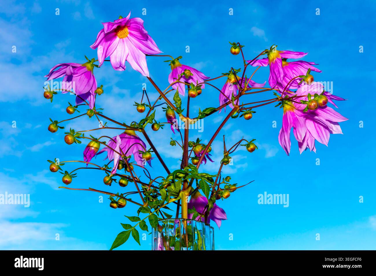 Foto einer lebhaften Glockenbaumdahlienpflanze und Blumenblüten vor einem hellblauen Himmel in den Blue Mountains in New South Wales, Austra Stockfoto
