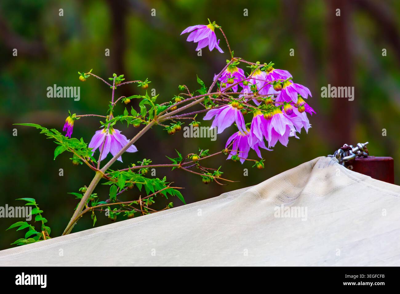 Foto einer lebhaften Glockenbaumdahlienpflanze und Blumenblüten vor einem hellblauen Himmel in den Blue Mountains in New South Wales, Austra Stockfoto
