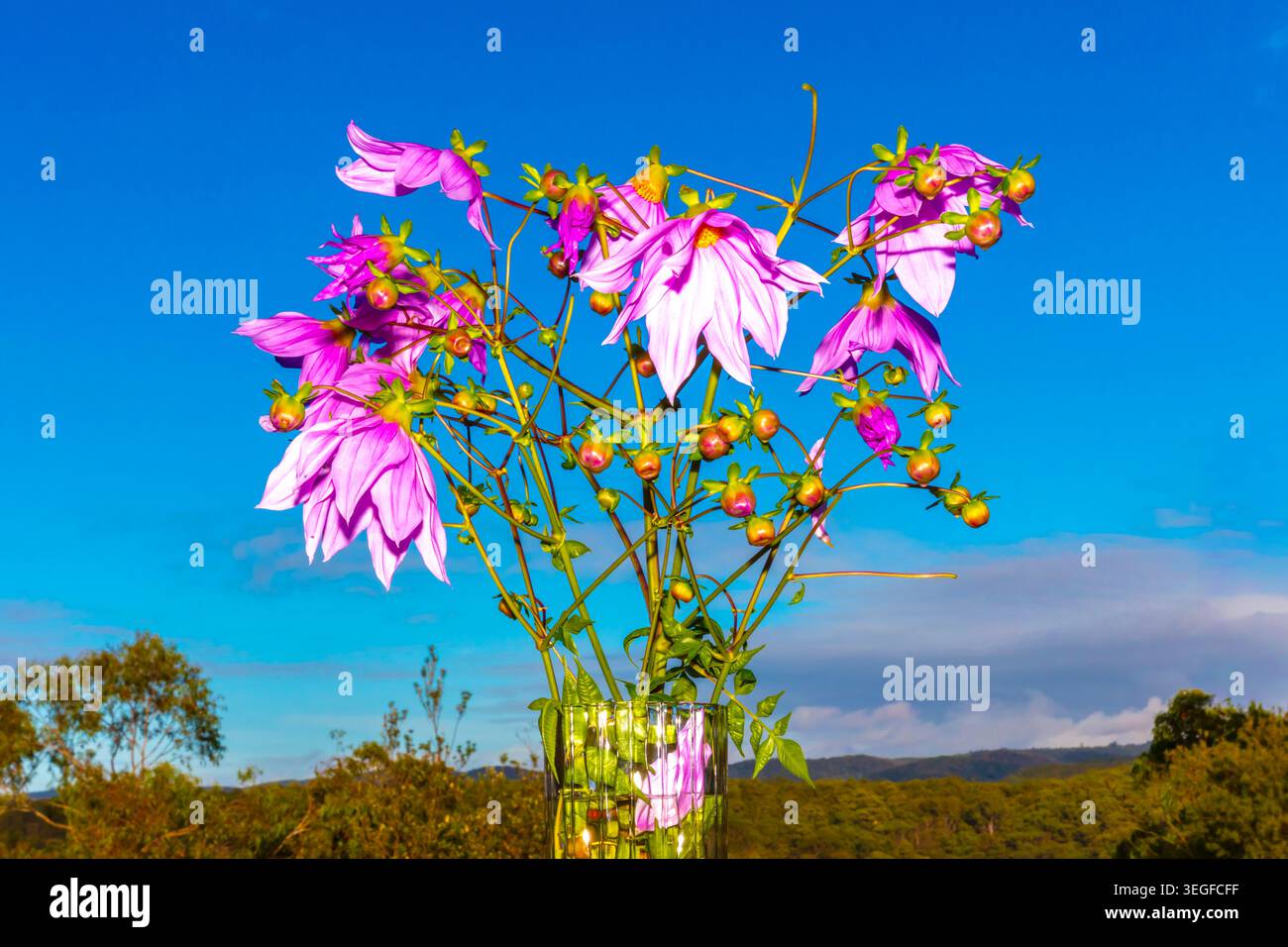 Foto einer lebhaften Glockenbaumdahlienpflanze und Blumenblüten vor einem hellblauen Himmel in den Blue Mountains in New South Wales, Austra Stockfoto