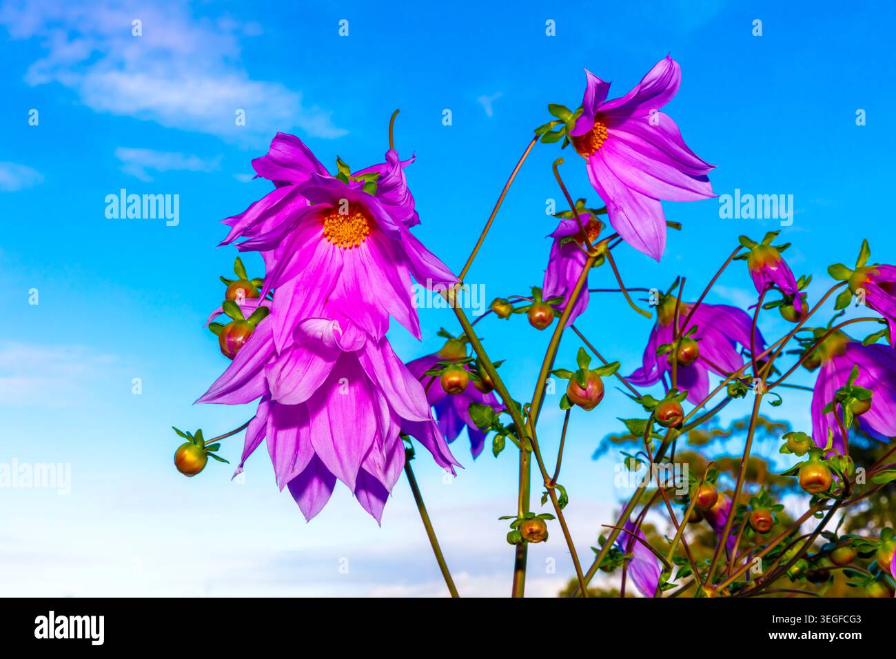 Foto einer lebhaften Glockenbaumdahlienpflanze und Blumenblüten vor einem hellblauen Himmel in den Blue Mountains in New South Wales, Austra Stockfoto
