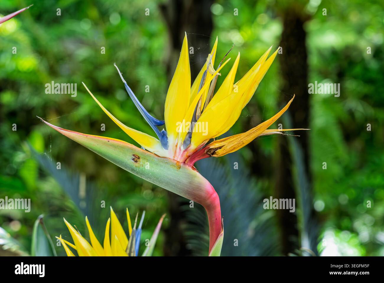 Nahaufnahme eines bunten Paradiesvogels im Garten in Ischia, Italien im Mai 2026 Stockfoto