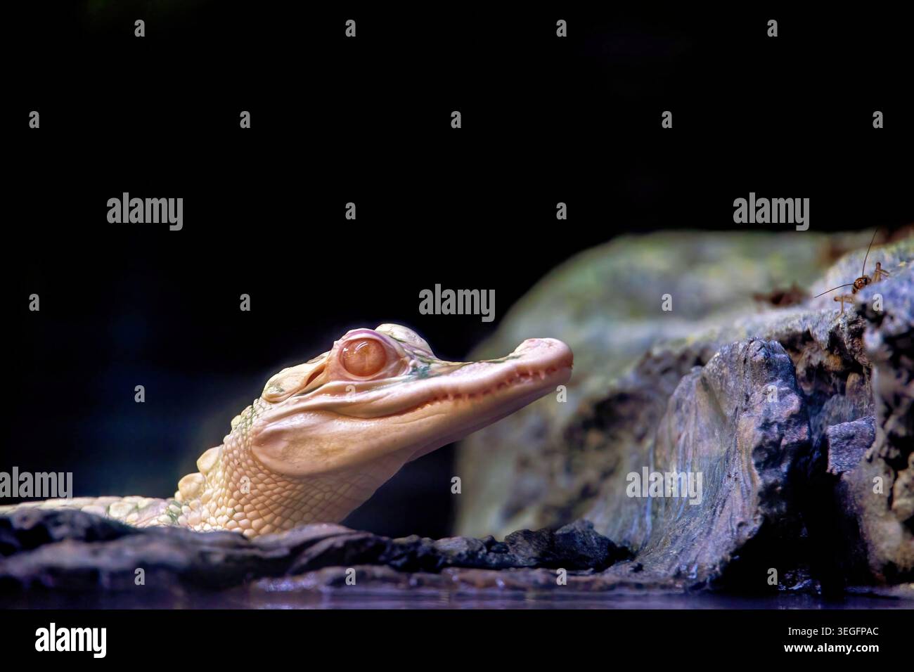 Nahaufnahme von Albino Alligator, Florida, USA - Februar 2026 Stockfoto
