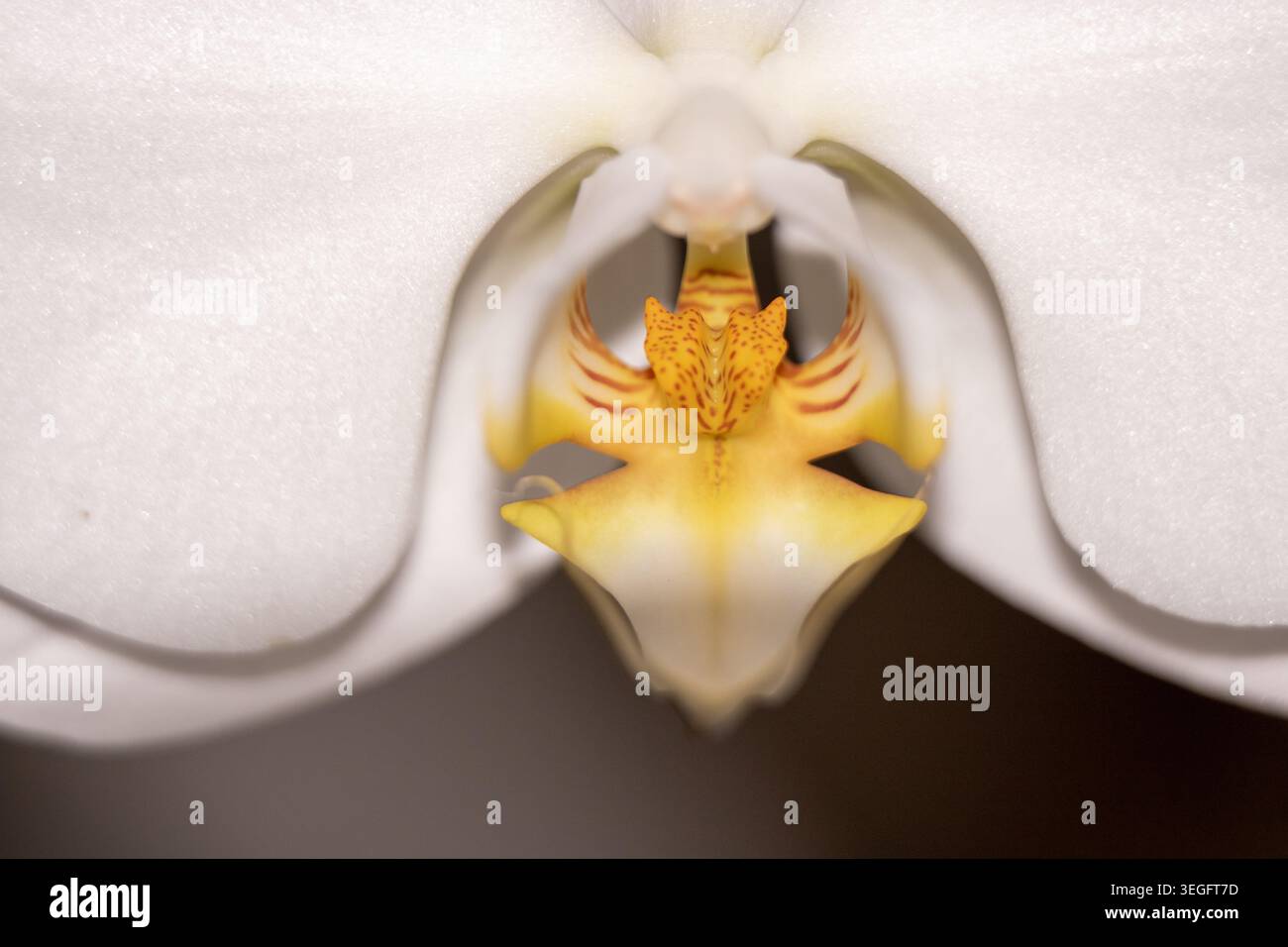 Extremes Makro aus Phalaenopsis Orchideensäule und Labellum, symmetrische abstrakte Blumenkunst, gelb-orange gepunktete Details Stockfoto