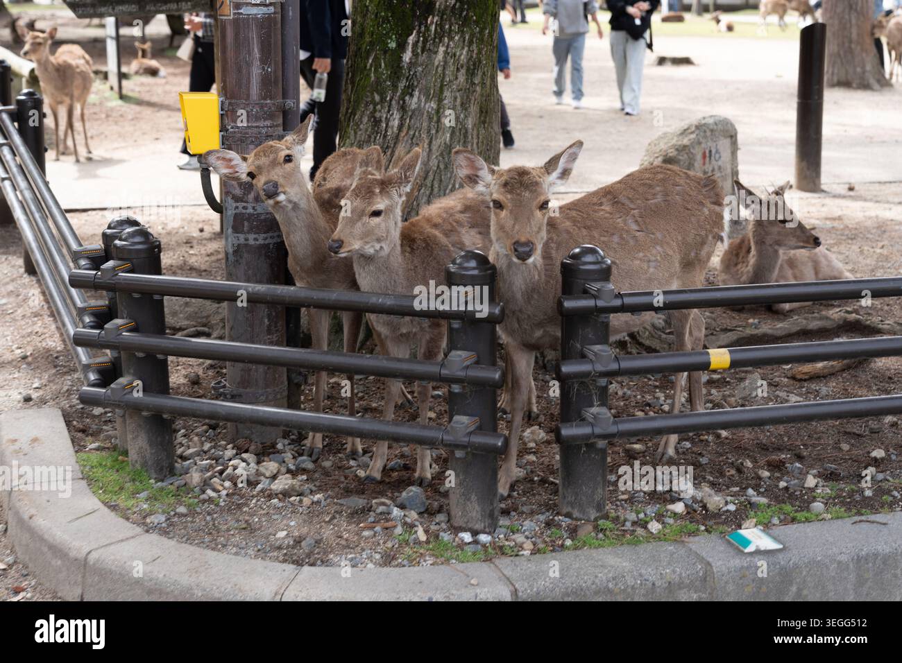 Wilde Hirsche finden sich hinter einer Fußgängersperre im Hirschpark in Nara Japan, die niedlich aussehen und nach Essen suchen Stockfoto