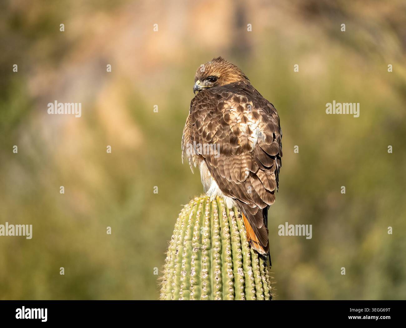 Rotschwanzfalke, Marana, Arizona Stockfoto