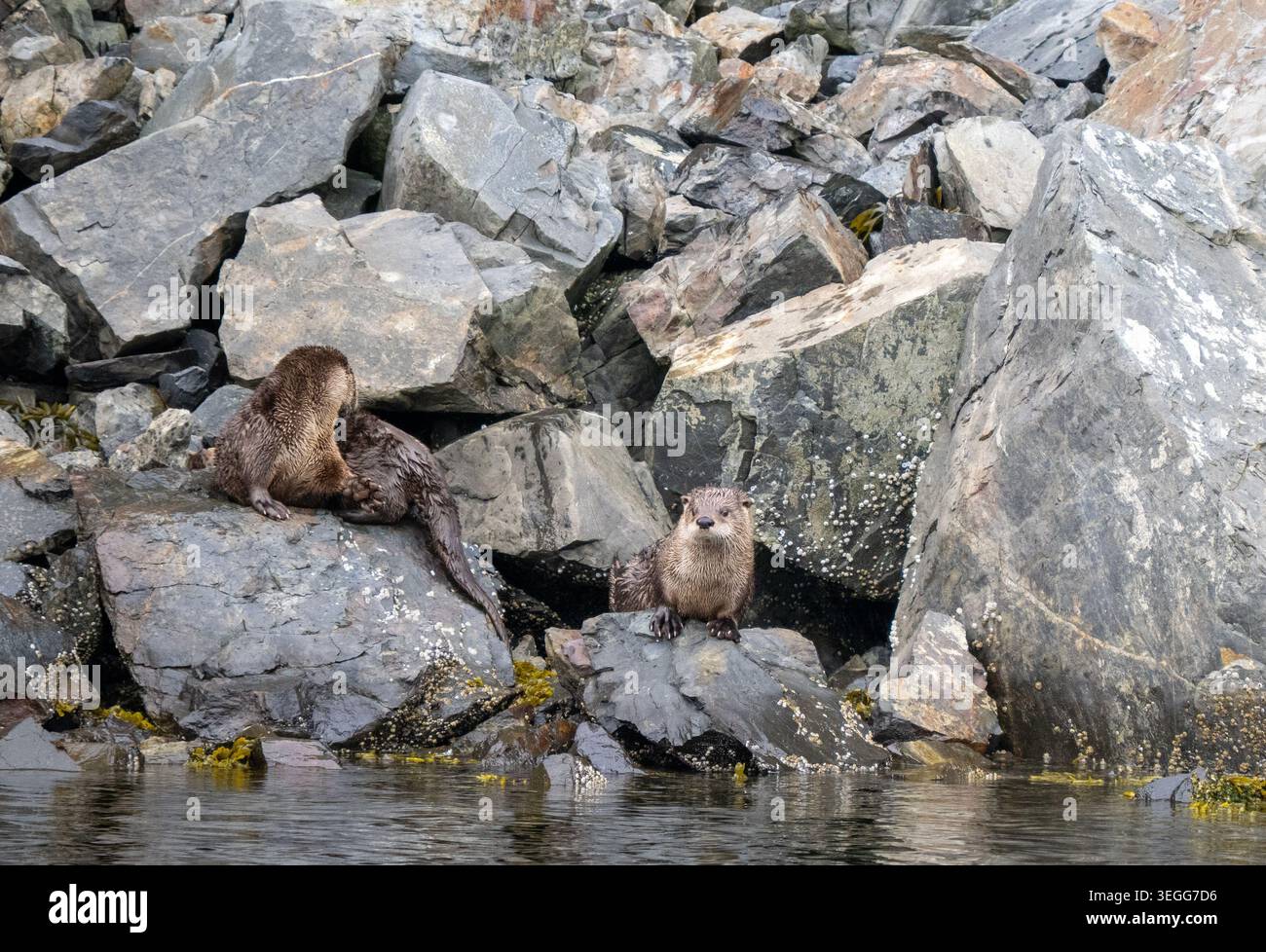 River Otter, Thunder Bay, Kenai Fjords National Park, Alaska. Stockfoto
