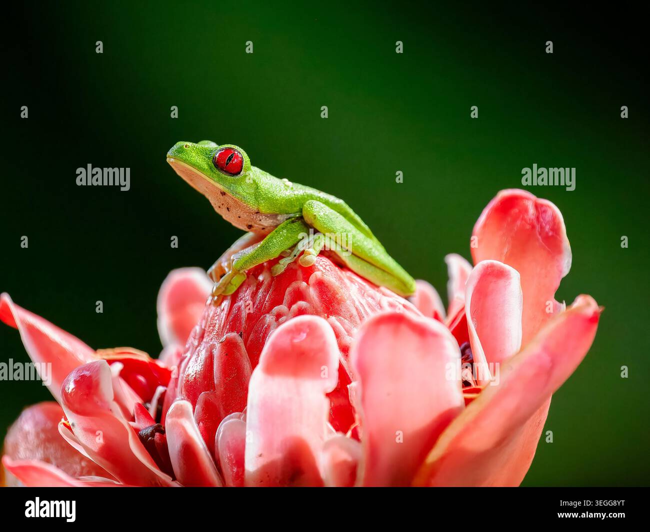 Rotäugiger Baumfrosch, Halbinsel Osa, Costa Rica. Stockfoto