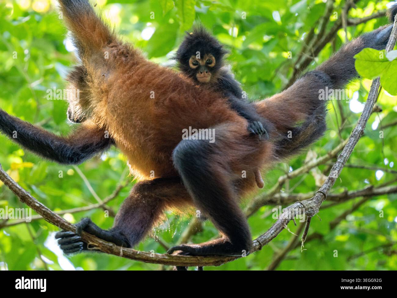 Brüllaffen, Halbinsel Osa, Costa Rica. Stockfoto