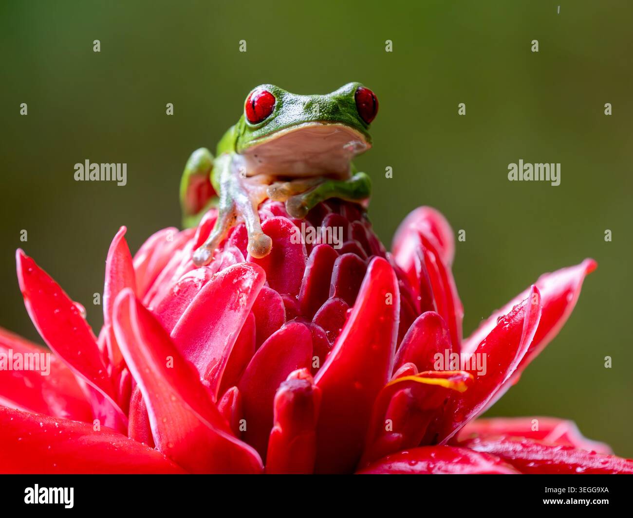 Rotäugiger Baumfrosch, Halbinsel Osa, Costa Rica. Stockfoto