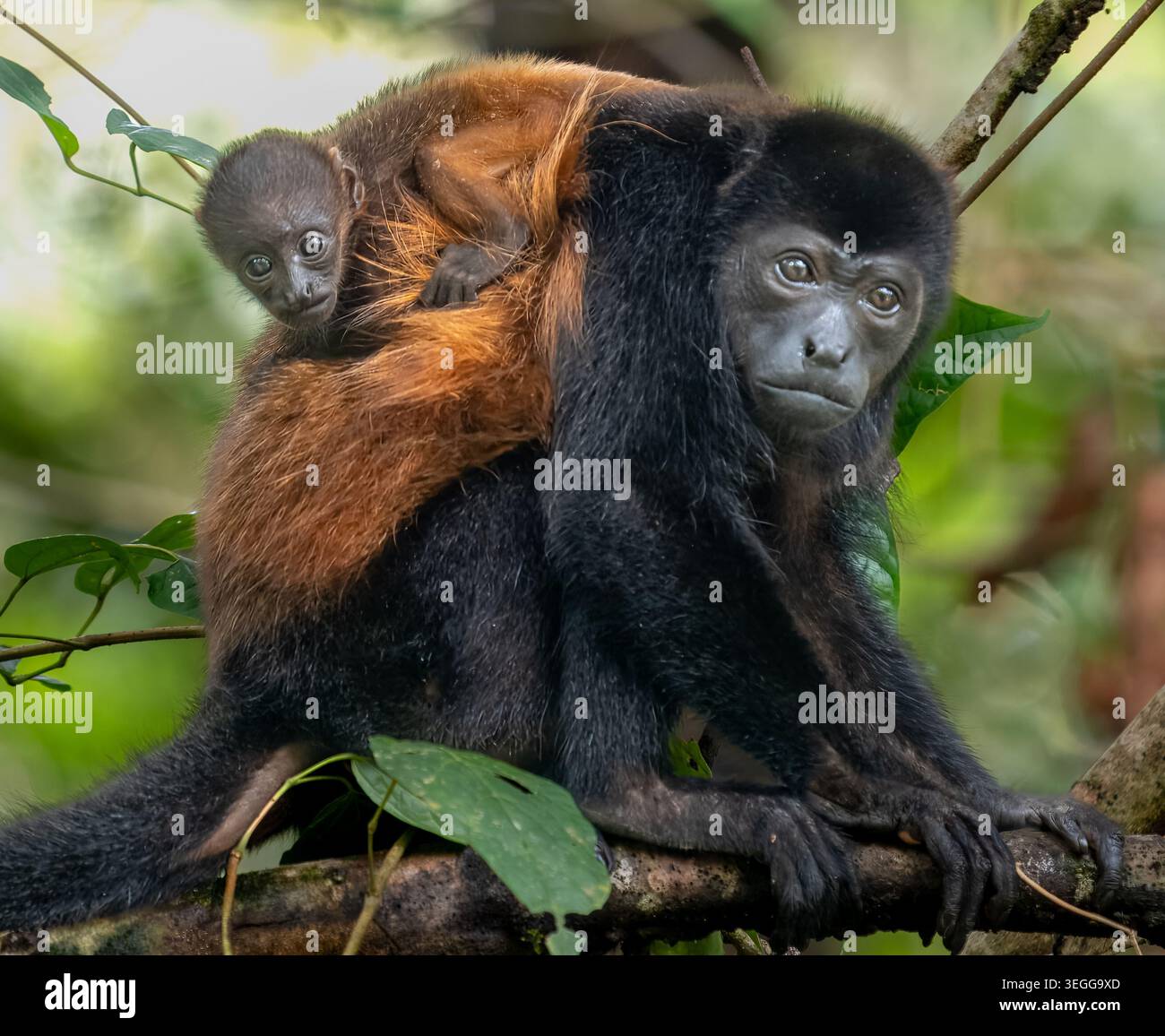 Familie Brüllaffen, Osa Halbinsel, Costa Rica. Stockfoto