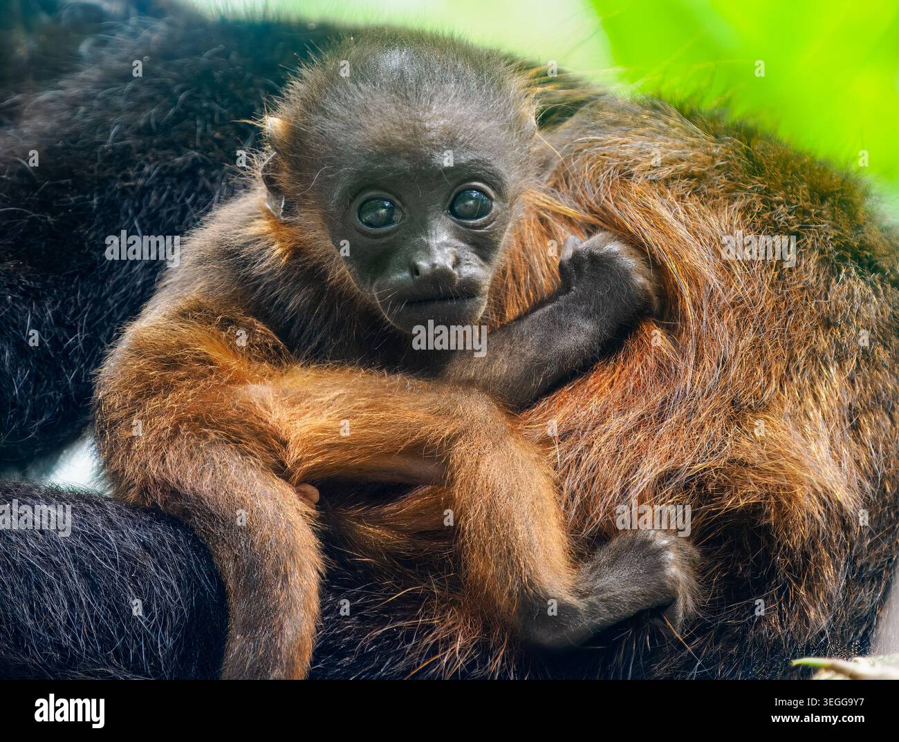 Brüllaffen, Halbinsel Osa, Costa Rica. Stockfoto
