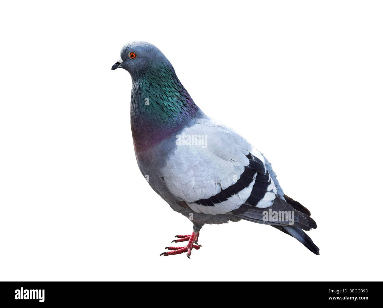 Ganzkörper-Taubenvogel isolierter Ausschnitt mit weißem Hintergrund, zeigt detaillierte Federn und natürliche Haltung für Design und Komposition. Stockfoto
