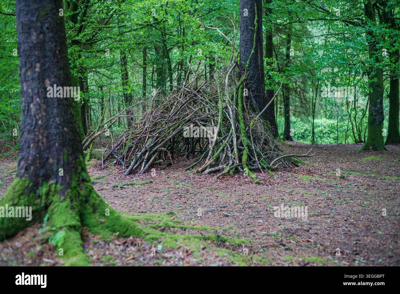 Handgefertigte Waldschulunterkunft aus Zweigen und natürlichen Waldmaterialien im Deer Park, Cornwall. Stockfoto