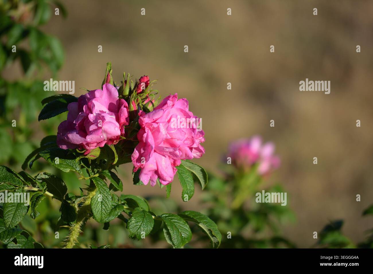 Detaillierte Ansicht der rosafarbenen Wildrosen mit Morgentau auf einem Dornstamm Stockfoto