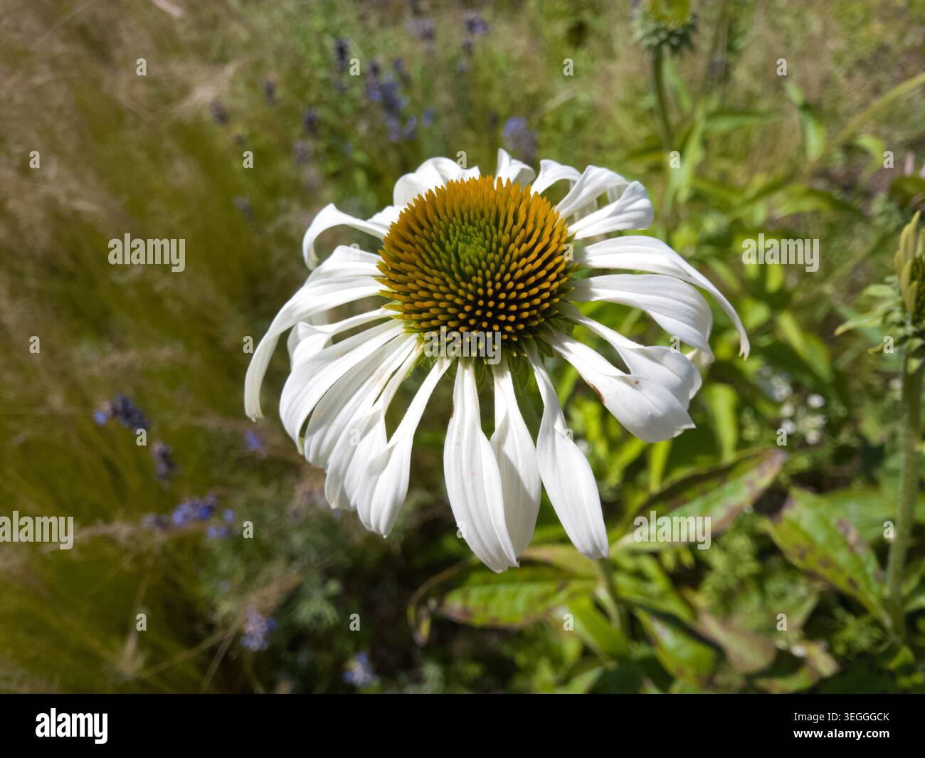 Eine Nahaufnahme eines weißen Coneflower (Echinacea purpurea „Alba“), der im Sommer in einem sonnendurchfluteten Garten im Garten blüht. Stockfoto