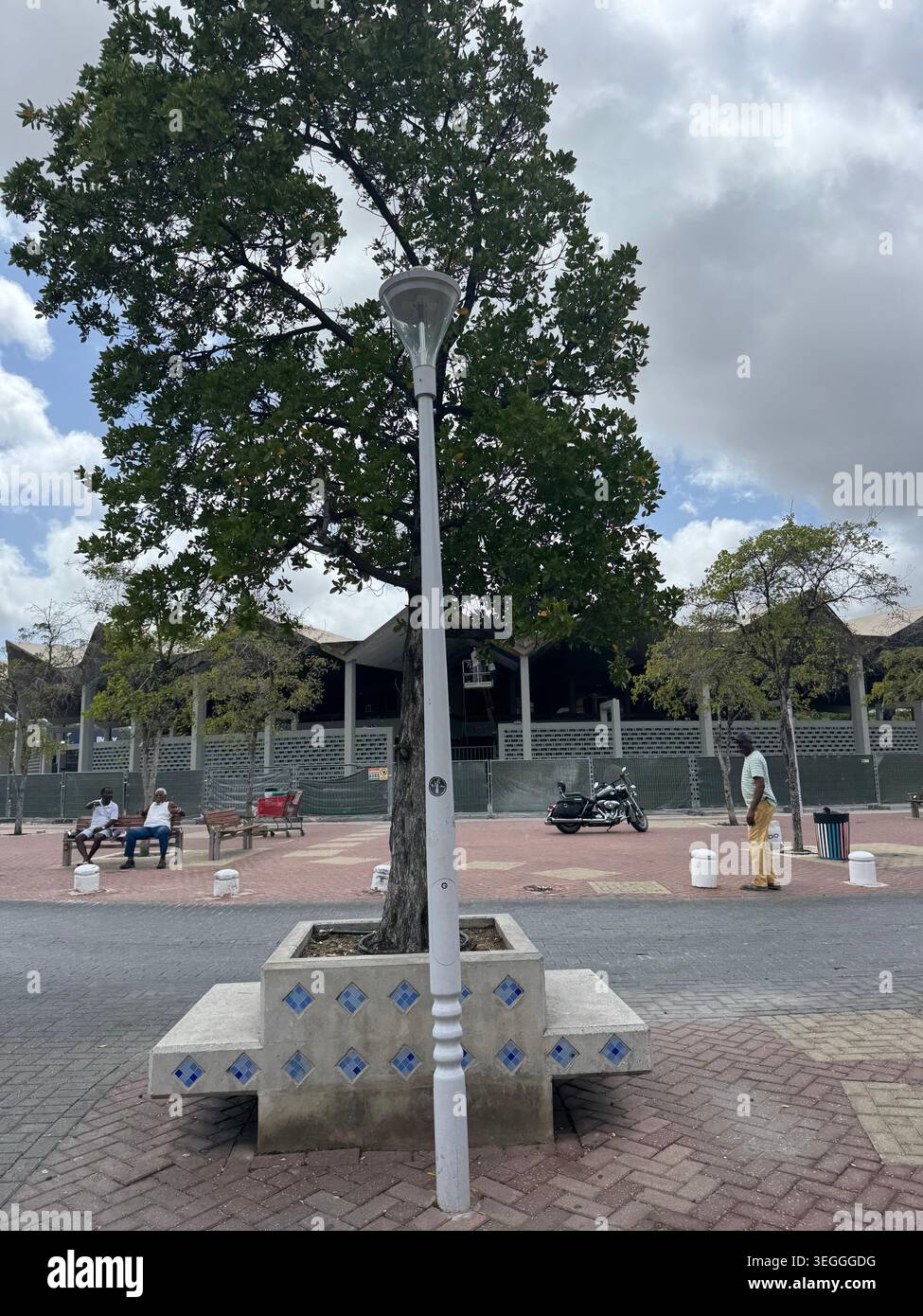 Ein großer grüner Baum, der aus einer dekorativen Steinbank auf einem öffentlichen Parkplatz in Willemstad, Curacao, wächst. - Smartphone-aufgenommenes Stockfoto