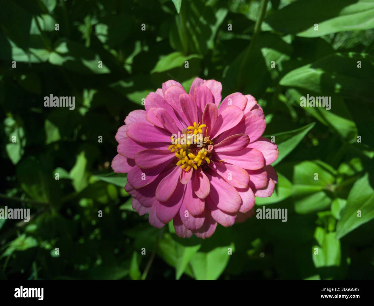 Eine Nahaufnahme einer wunderschönen, pastellrosa, eleganten Zinnia-Blume (Zinnia elegans), die mit hellgelben Scheibenröschen in einem Sommergarten blüht. Stockfoto