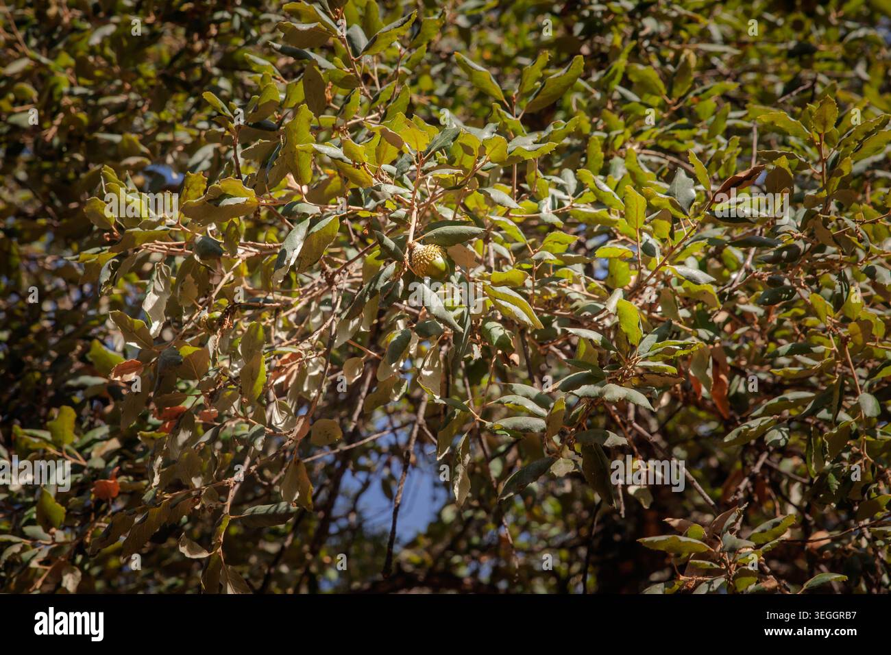Holm Oak Quercus Ilex Zweig in der Provence, Frankreich, mit dichten ledrigen immergrünen Blättern, gezackten Kanten, Sonnenlicht und einer sich entwickelnden grünen Eichel Stockfoto