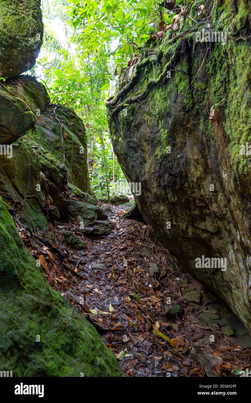 Ein abgeschiedener Pfad, der von moosbedeckten Felsen und dichtem Laub in Guaviare umgeben ist und nasses Gelände und lebendige Vegetation bietet. Stockfoto