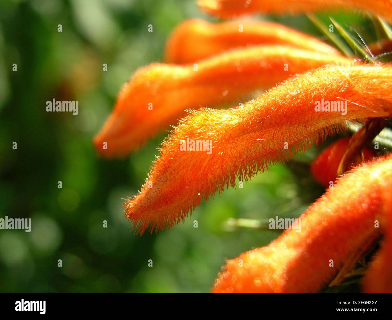 Abstrakte Makrostudie der leuchtenden orangen, unscharfen und haarigen Röhrenblätter einer Löwenschwanzblume (Leonotis leonurus) bei hellem Sonnenlicht. Stockfoto