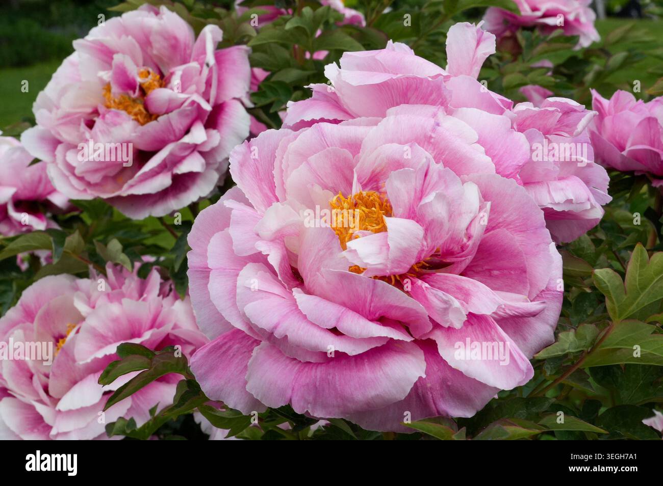 Rosa Pfingstrosen im Garten, Nahaufnahme Foto. Große Blumen. Stockfoto