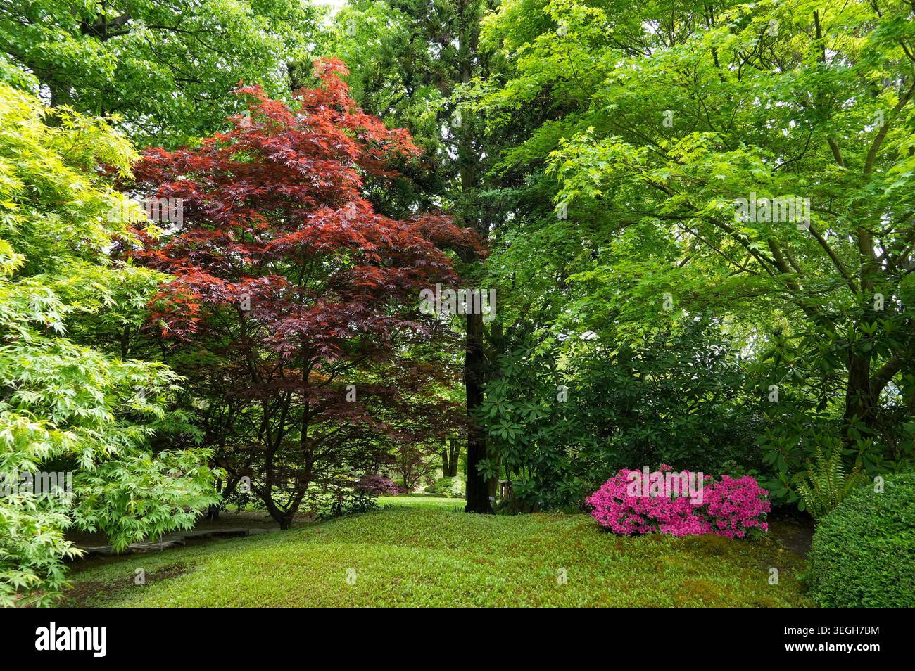 Schöner japanischer Garten mit rotem und grünem Rhododendron. Natürliche Landschaft. Pflanzenfoto. Stockfoto