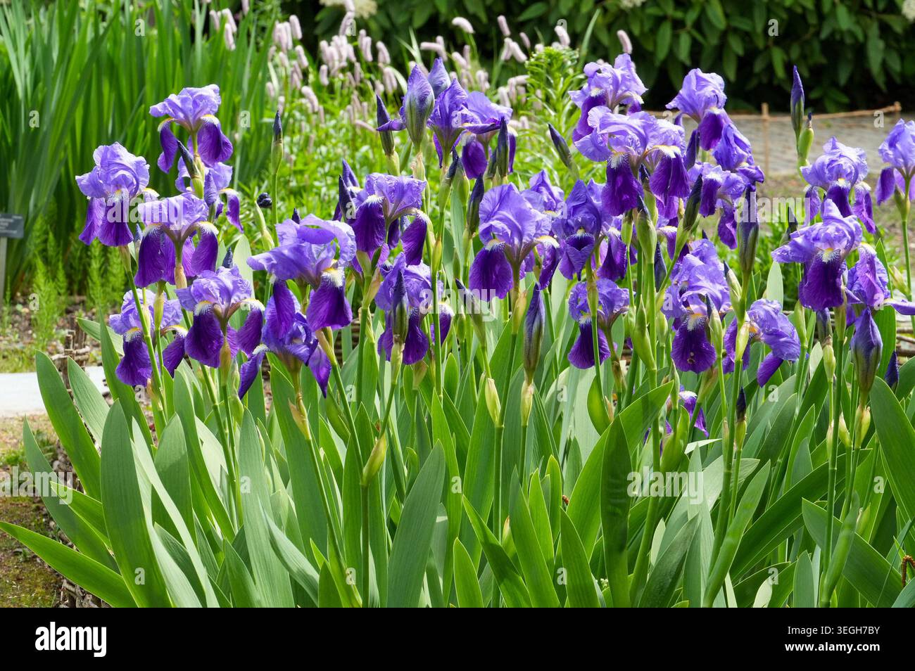 Lila Iris blüht an einem sonnigen Tag im Garten. irisbälle Stockfoto