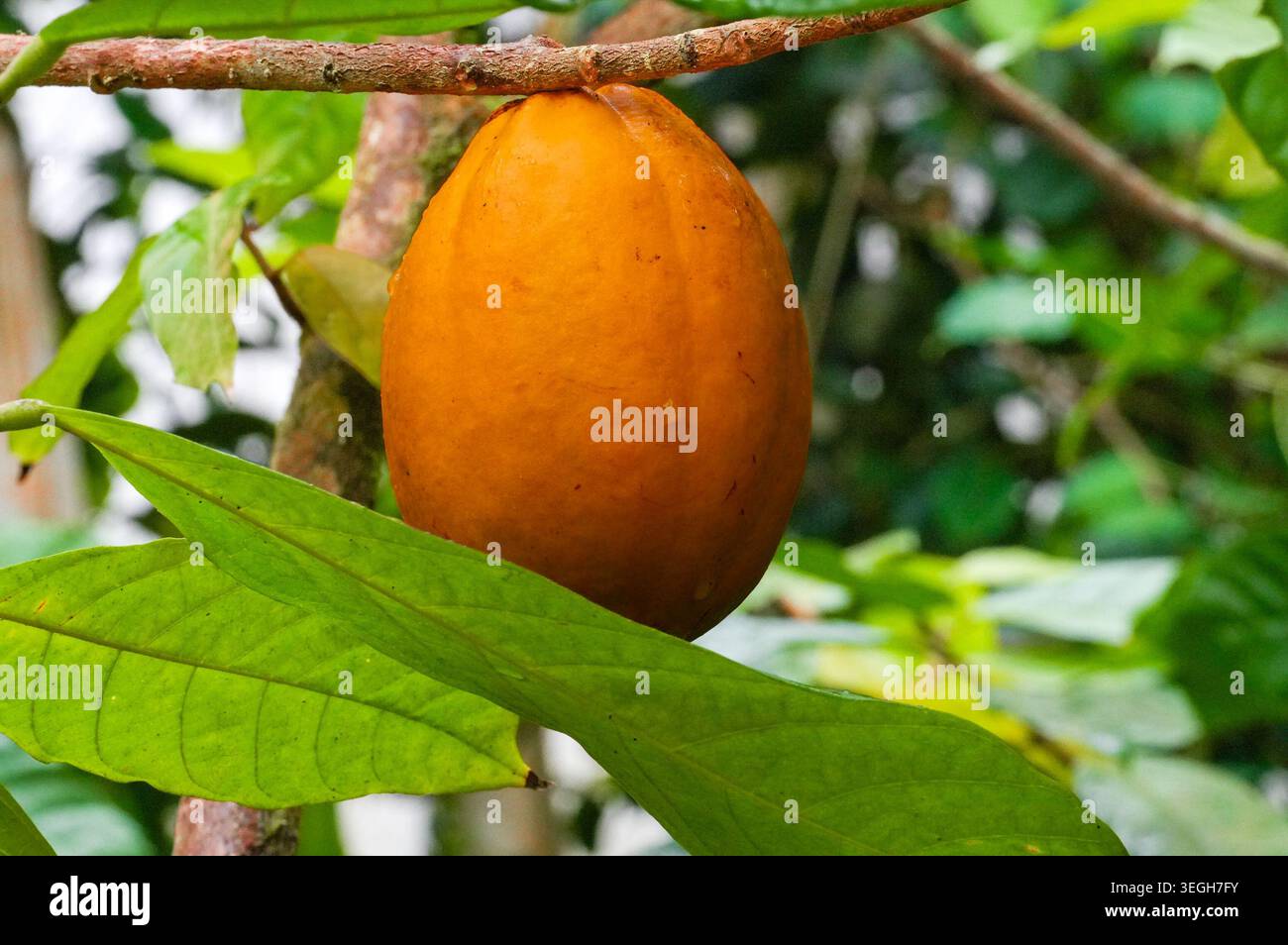 Kakaofrüchte auf einem Baum in einem botanischen Garten. Kakaofrüchte in der Natur. Kakaofrüchte auf einem Baum in einem botanischen Garten. Kakaofrüchte in der Natur. Stockfoto