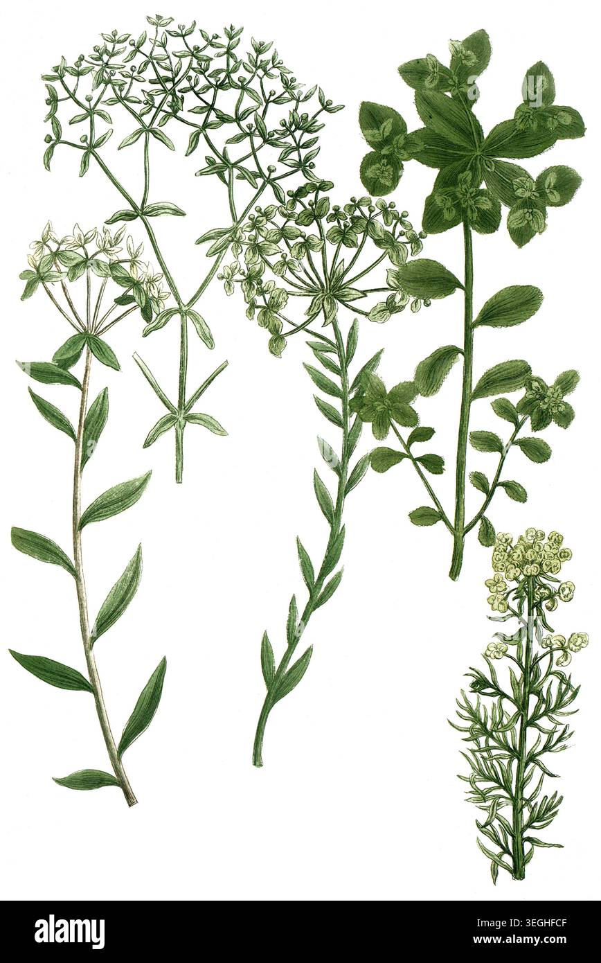 Botanik, Pflanzen, Ersula tithymalus, Synonym für Euphorbia esula, die Esels-Wolfsmilch, Variationen, Reproduktion von einer Vorlage aus dem 19. Jahrh Stockfoto